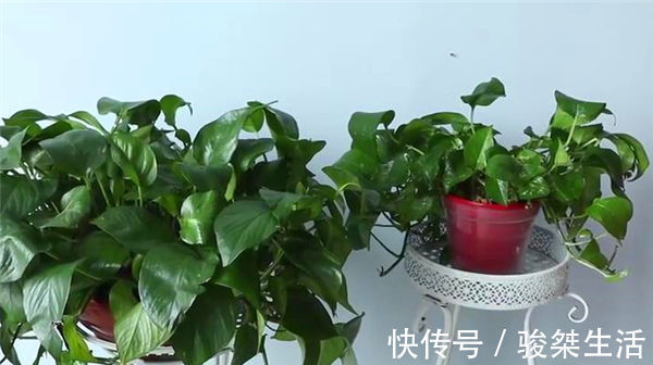 原来绿萝是有毒的家里有的快看看,别不信,等出事再后悔就晚了