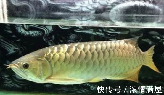 回家|男子花1万元买金龙鱼,回家鱼不见了!得知真相却蒙了!