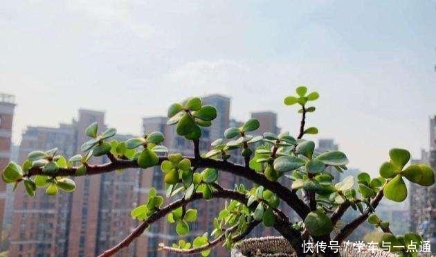 数以万计的多肉,知道这四大类,你就是多肉词典!