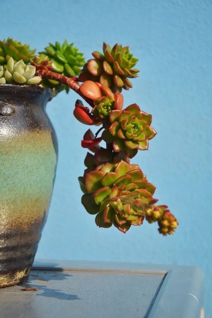 面朝大海的多肉们,在四季变迁中生生不息!