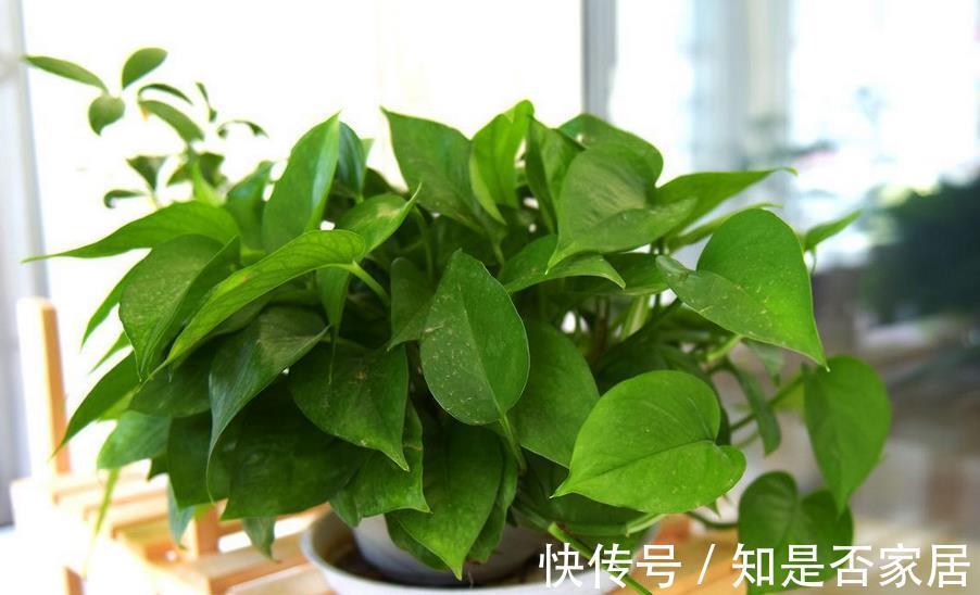窍门|植物换盆有讲究!记住3个窍门,新手操作无需多担忧