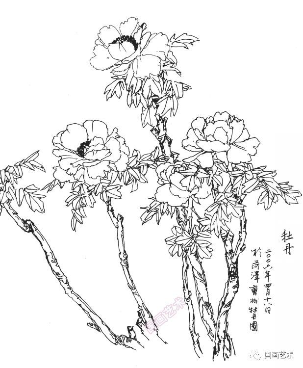  白描|花卉白描图谱选页分享