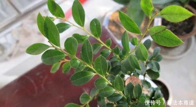 适应能力|小叶紫檀怎么养，养它有什么作用呢？益处真的很多，值得你养！