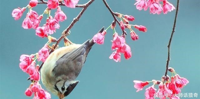 诗人#心若烦躁，就读读王安石的一首诗，人生苦短哪有什么放不下的烦恼