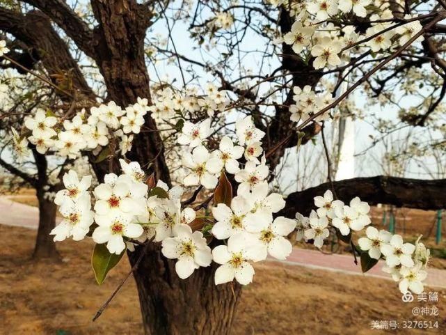 潴龙河畔梨花开