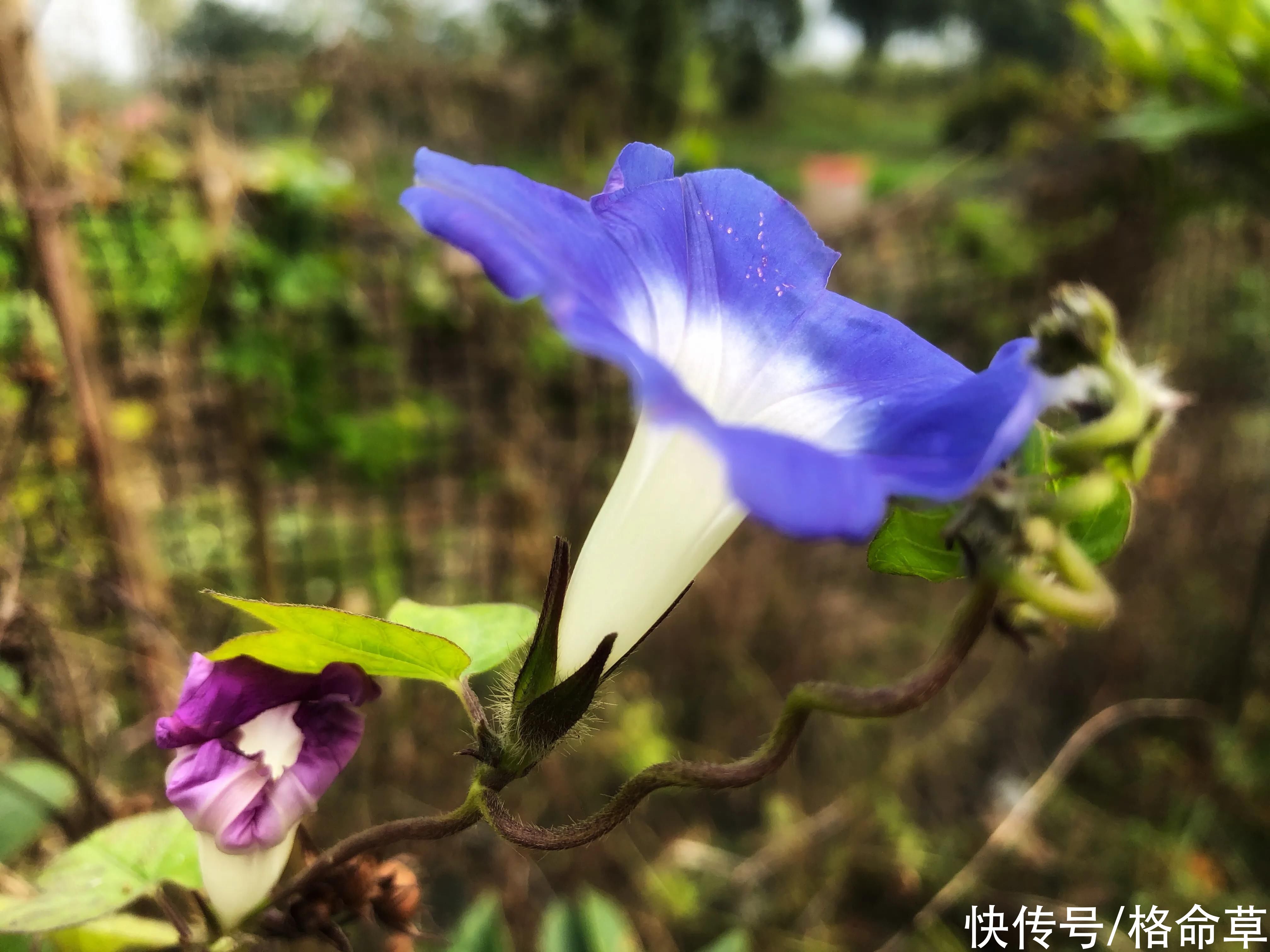  七绝|格命草｜七绝·牵牛花