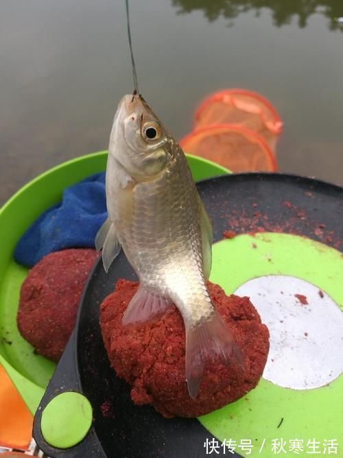 六陈水库开光新鱼护,崇尚不以爆护秀钓技