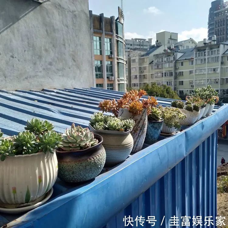 一直都养不活花,直到遇见了多肉!只要用心,就能变美!