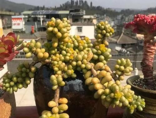 养多肉绿龟之卵，摸清这些，叶子水灵灵、翠绿欲滴