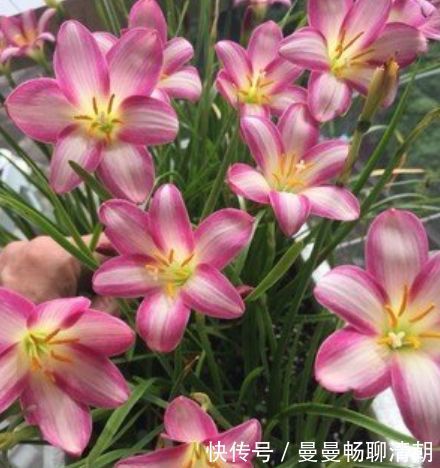 3种花适合阳台养,株形不大开花多,漂亮更好养,美爆阳台成花园