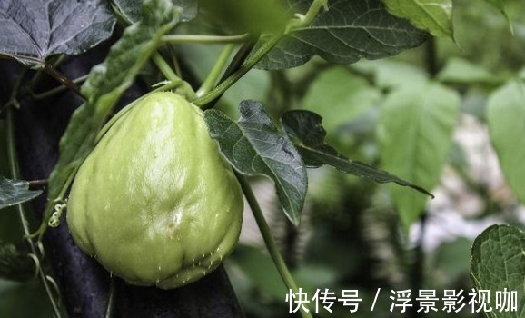 佛手瓜利尿排钠|佛手瓜利尿排钠、提高智力，如何收获高产的佛手瓜，只需掌握一点