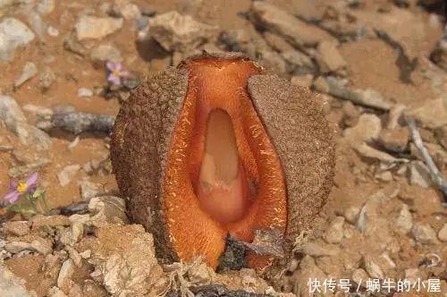 八种臭气熏天的植物,花型却很美丽