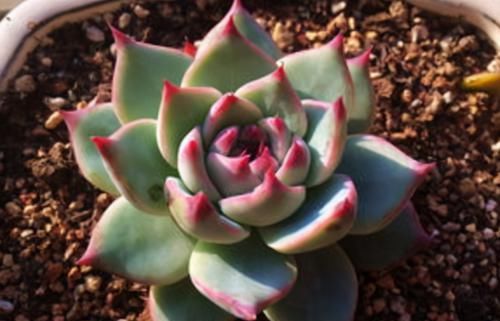 为什么圆滚滚的多肉养着养着就变细长？原因有3个