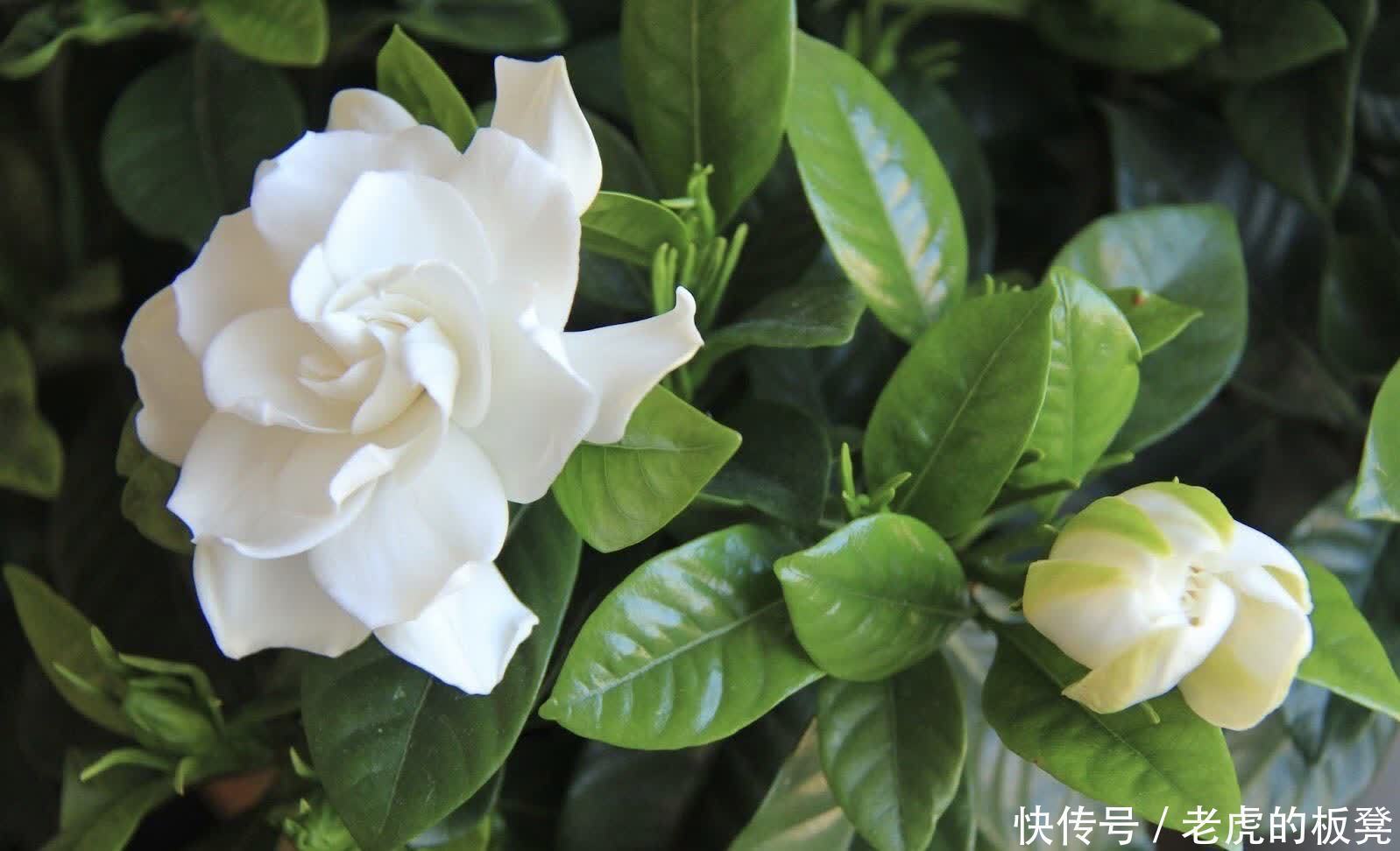 盆栽|栀子花花期要到了,做好3点,花苞多,花朵大又香