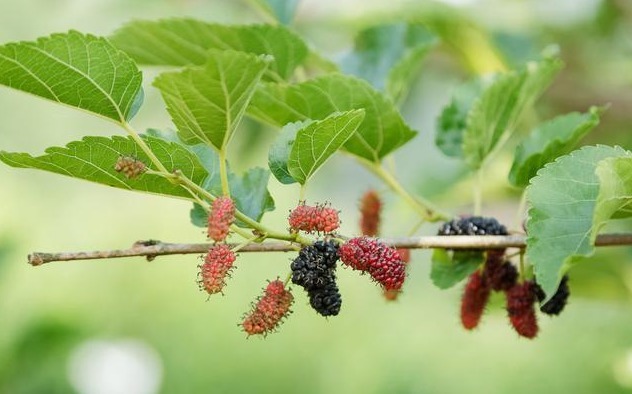 功效|“火”在肺里,咳嗽;“火”在肝里,失眠;“火”在胃里,口臭