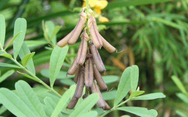 耳聋|花生地里常见的响铃草，是主治耳聋耳鸣的特效药，看到请珍惜