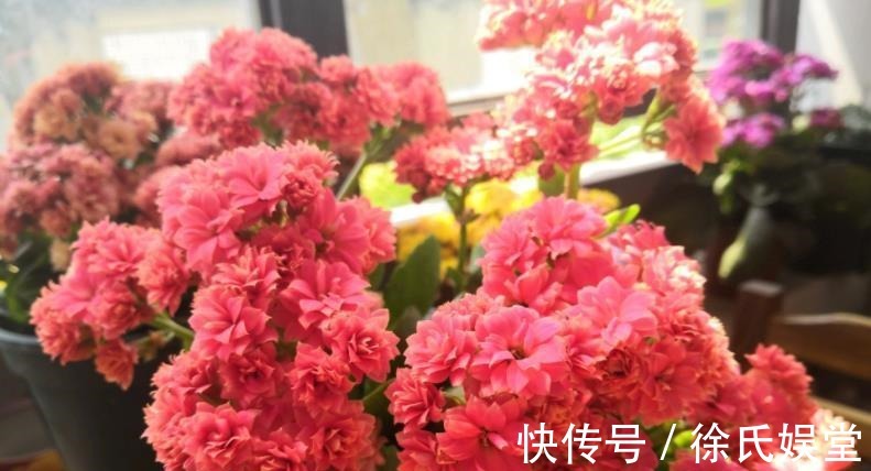 长寿花|新手须知：秋冬养长寿花，5个要点要谨记，做好了才能早开花