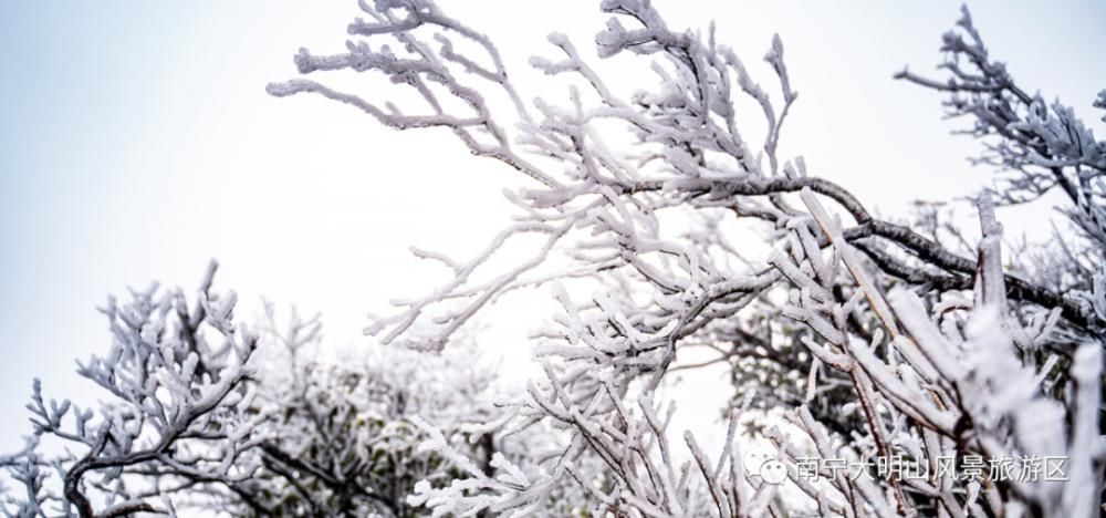 景区|大明山冰雪世界吸引了太多人，已经连续两天提前叫停售票！人满为患