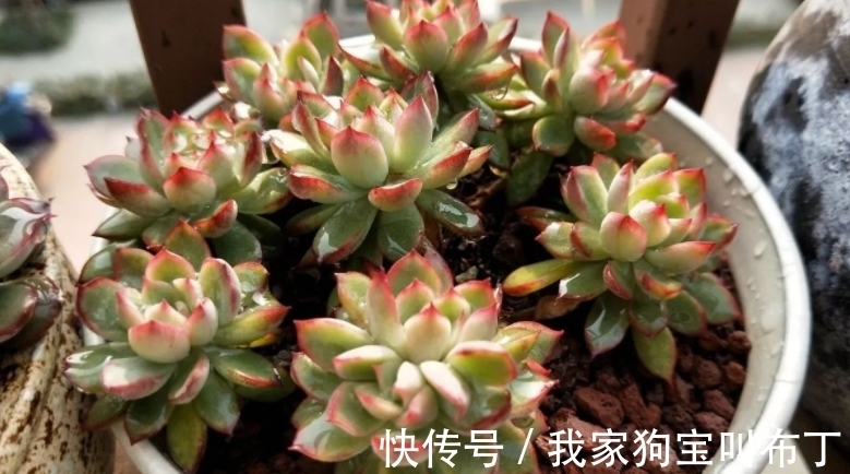 浇水|新买的多肉老桩,该怎么上盆和换盆?需要注意的地方真不少