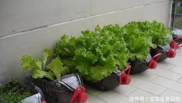 把菜种自家墙上,多得吃不完,太震撼!