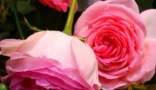  花朵|超受欢迎的3种花，丢地里就能活，花开之时香飘满屋，是盆栽佳品