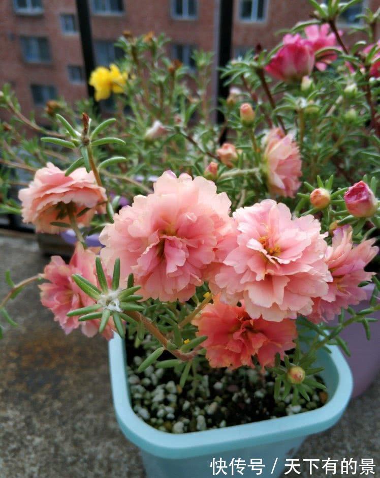 花朵|进入八月,6种花要多晒太阳,越晒花朵娇艳,开花越勤