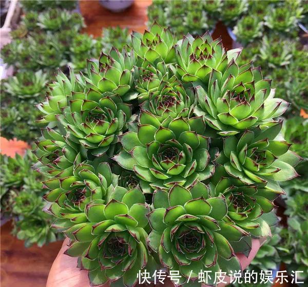 别担心,4款多肉室外养,冬季再冷也不怕,叶片肥厚鲜艳,很漂亮