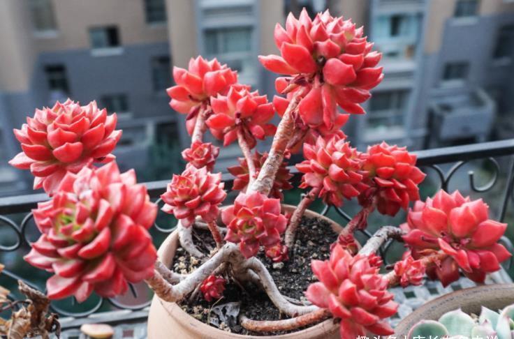 多肉胧月和蒂亚都适合新手,但一个特别好养,一个难上色却颜值高