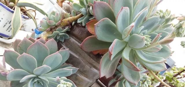 白根|只要家里有油桶,就不用花钱买花盆多肉种在油桶里,叶子胖嘟嘟