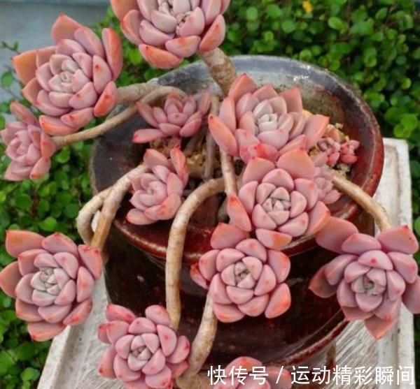 多肉红粉佳人,凭借3个优点让人爱不释手,喜欢多肉别错过