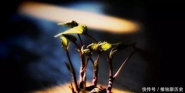 温庭筠|起名字没那么简单,这里边大有讲究,名字起得好,一生运气旺