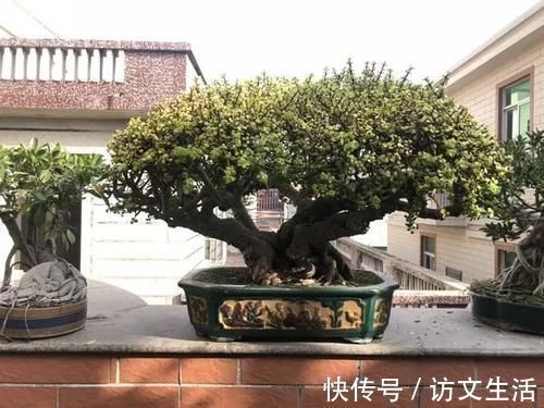 虎尾兰|客厅适合养的5种“耐旱花”，1个月不用浇水，反而爆盆！