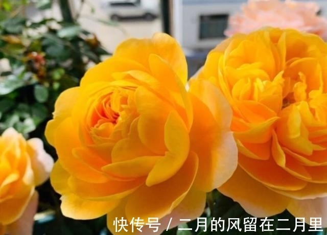 阳台上|闺蜜终于有了属于自己的家，送点什么最合适呢？这3种花最合适