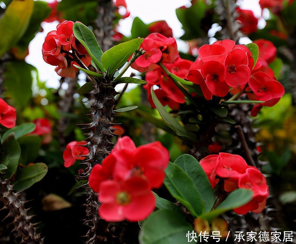  天使|这4种花是冬天的天使，冰天雪地里也能开花，一片生机盎然的样子