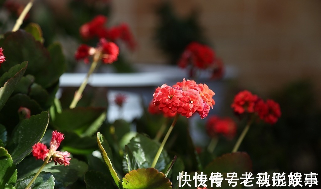 长寿花|长寿花盆底垫点“它”,植株快速生长,花期一到就爆盆