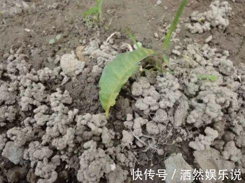 草木灰|不花钱的“肥料”遍地都是,捡回家养花,花盆抓一把,砰砰开爆盆