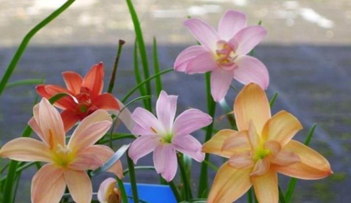 4种花，容易打理易开花，“花香”飘满屋，花美心情好！