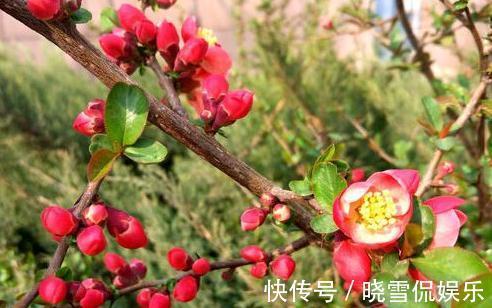 成活率|盆栽木本海棠花,哪个季节,移植成活率最高,其中有啥门道