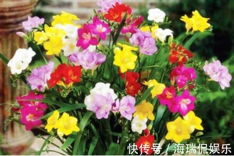 3种花,不仅名字超好听,花更漂亮,花一开美翻天,你养了吗