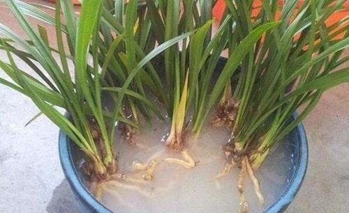 兰花分盆什么时候最佳？