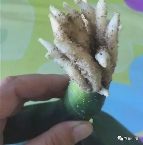 叶子|君子兰叶子瘦小,不长新叶,4个方面多注意,很快恢复旺盛