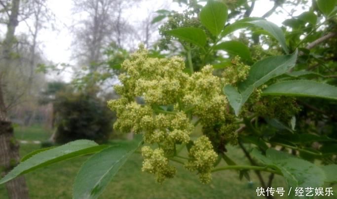 此为“接骨木”,专续筋接骨,若你家乡有,请重视