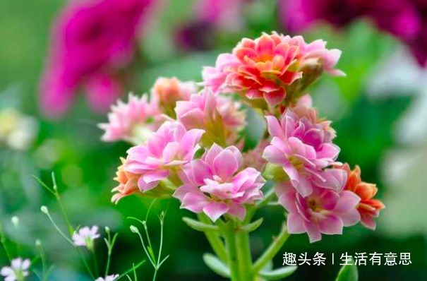 家里养的花切莫乱送人，尤其是此“3种”，养人又镇宅，要注意