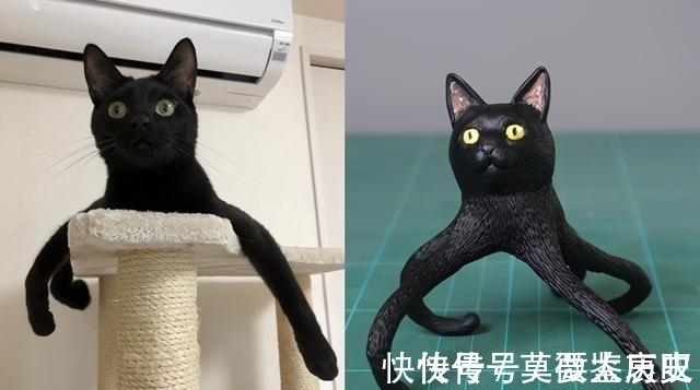 小猫|全球的猫都想屏蔽这个日本人，他到底做了多少沙雕手办？