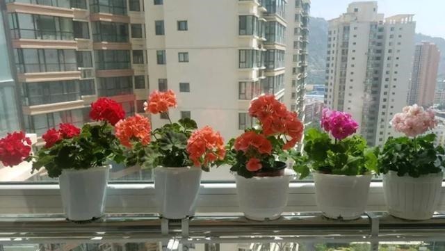 扦插最佳时期到了,有这花赶紧插,沾土就能活!