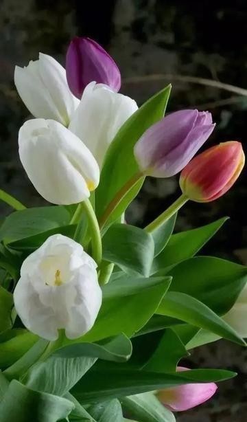 聪明|诸葛智慧：一场奇怪的梦，让诸葛亮悟到决胜智慧