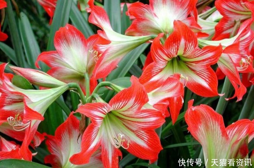 花盆|“2种”种球埋土里5天发芽,40天就开花,花苞又大又艳!