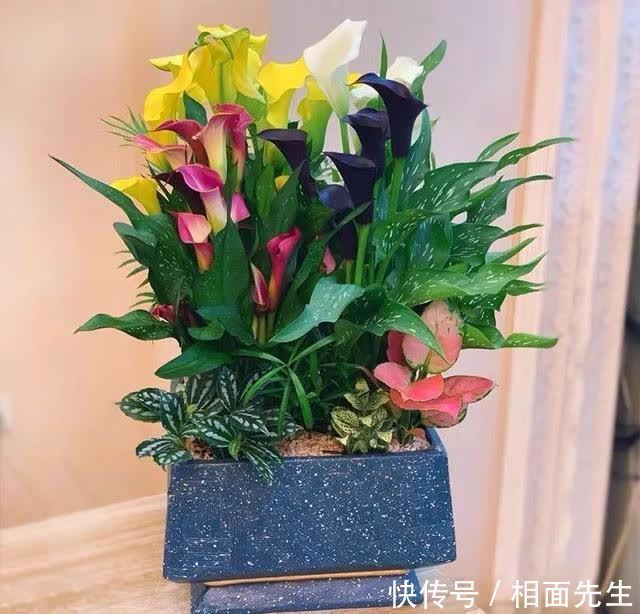 春天养彩色马蹄莲,记住这5个要点,开花多到爆,美得移不开眼
