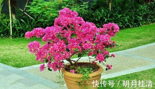 肥料|三角梅的养护方法太多了，能开花就是好方法