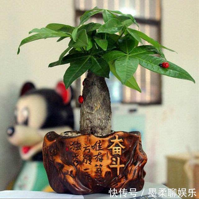 黄叶|盆里加上“黄金豆”，叶片油亮亮，烂根黄叶都没有，发财树真好养